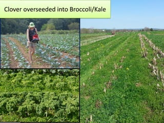 Clover overseeded into Broccoli/Kale
 