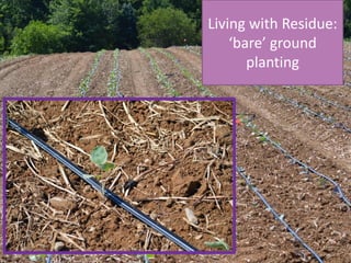 Living with Residue:
‘bare’ ground
planting
 