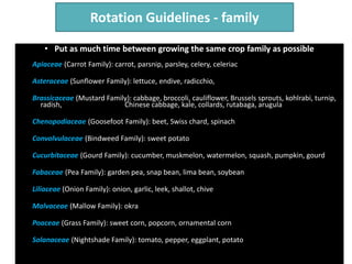 Rotation Guidelines - family
• Put as much time between growing the same crop family as possible
Apiaceae (Carrot Family): carrot, parsnip, parsley, celery, celeriac
Asteraceae (Sunflower Family): lettuce, endive, radicchio,
Brassicaceae (Mustard Family): cabbage, broccoli, cauliflower, Brussels sprouts, kohlrabi, turnip,
radish, Chinese cabbage, kale, collards, rutabaga, arugula
Chenopodiaceae (Goosefoot Family): beet, Swiss chard, spinach
Convolvulaceae (Bindweed Family): sweet potato
Cucurbitaceae (Gourd Family): cucumber, muskmelon, watermelon, squash, pumpkin, gourd
Fabaceae (Pea Family): garden pea, snap bean, lima bean, soybean
Liliaceae (Onion Family): onion, garlic, leek, shallot, chive
Malvaceae (Mallow Family): okra
Poaceae (Grass Family): sweet corn, popcorn, ornamental corn
Solanaceae (Nightshade Family): tomato, pepper, eggplant, potato
 