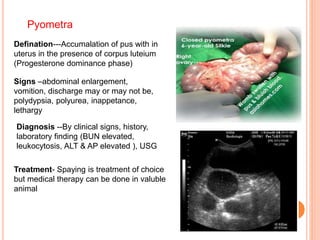 Pyometra Cow Reproductive Physiology and Breeding Management in Bitch | PPTX