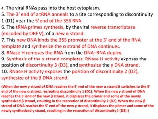 4. The viral RNAs pass into the host cytoplasm.
5. The 3′ end of a tRNA anneals to a site corresponding to discontinuity
1 (D1) near the 5′ end of the 35S RNA.
6. The tRNAprimes synthesis, by the viral reverse transcriptase
(encoded by ORF V), of a new α strand.
7. This new DNA binds the 35S promoter at the 3′ end of the RNA
template and synthesize the α strand of DNA continues.
8. RNase H removes the RNA from the DNA–RNA duplex.
9. Synthesis of the α strand completes. RNase H activity exposes the
position of discontinuity 3 (D3), and synthesize the γ DNA strand.
10. RNase H activity exposes the position of discontinuity 2 (D2),
synthesize of the β DNA strand.
(When the new γ strand of DNA reaches the 5′ end of the new α strand it switches to the 5′
end of the new α strand, recreating discontinuity 1 (D1). When the new γ strand of DNA
reaches the 5′ end of the new β strand, it displaces the primer and some of the newly
synthesized β strand, resulting in the recreation of discontinuity 2 (D2). When the new β
strand of DNA reaches the 5′ end of the new γ strand, it displaces the primer and some of the
newly synthesized γ strand, resulting in the recreation of discontinuity 3 (D3).)
 