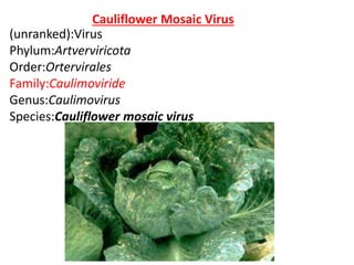 Cauliflower Mosaic Virus
(unranked):Virus
Phylum:Artverviricota
Order:Ortervirales
Family:Caulimoviride
Genus:Caulimovirus
Species:Cauliflower mosaic virus
 