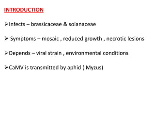 INTRODUCTION
Infects – brassicaceae & solanaceae
 Symptoms – mosaic , reduced growth , necrotic lesions
Depends – viral strain , environmental conditions
CaMV is transmitted by aphid ( Myzus)
 