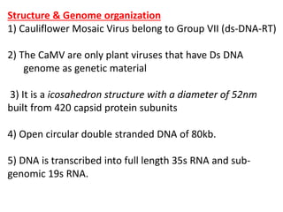 Structure & Genome organization
1) Cauliflower Mosaic Virus belong to Group VII (ds-DNA-RT)
2) The CaMV are only plant viruses that have Ds DNA
genome as genetic material
3) It is a icosahedron structure with a diameter of 52nm
built from 420 capsid protein subunits
4) Open circular double stranded DNA of 80kb.
5) DNA is transcribed into full length 35s RNA and sub-
genomic 19s RNA.
 