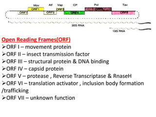 Open Reading Frames(ORF)
ORF I – movement protein
ORF II – insect transmission factor
ORF III – structural protein & DNA binding
ORF IV – capsid protein
ORF V – protease , Reverse Transcriptase & RnaseH
ORF VI – translation activator , inclusion body formation
/trafficking
ORF VII – unknown function
 