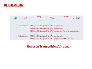 REPLICATION
Reverse Transcribing Viruses
 