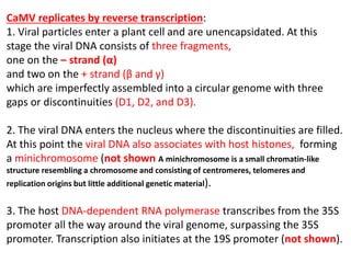 CaMV replicates by reverse transcription:
1. Viral particles enter a plant cell and are unencapsidated. At this
stage the viral DNA consists of three fragments,
one on the – strand (α)
and two on the + strand (β and γ)
which are imperfectly assembled into a circular genome with three
gaps or discontinuities (D1, D2, and D3).
2. The viral DNA enters the nucleus where the discontinuities are filled.
At this point the viral DNA also associates with host histones, forming
a minichromosome (not shown A minichromosome is a small chromatin-like
structure resembling a chromosome and consisting of centromeres, telomeres and
replication origins but little additional genetic material).
3. The host DNA-dependent RNA polymerase transcribes from the 35S
promoter all the way around the viral genome, surpassing the 35S
promoter. Transcription also initiates at the 19S promoter (not shown).
 