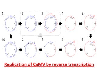 Replication of CaMV by reverse transcription
 