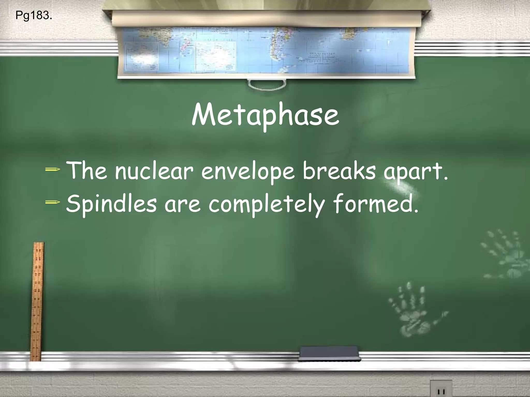Metaphase The nuclear envelope breaks apart. Spindles are completely formed. Pg183.  