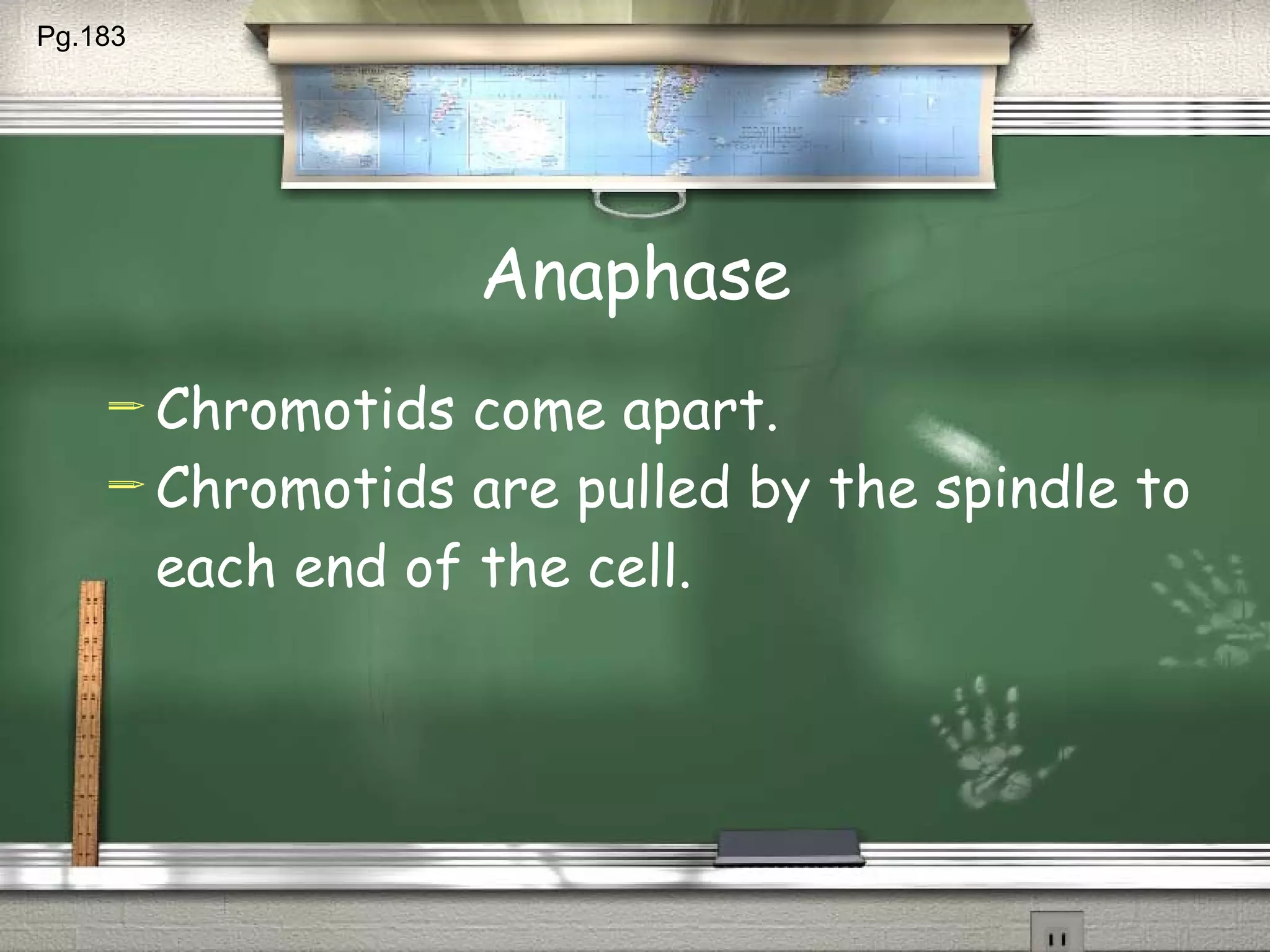 Anaphase Chromotids come apart. Chromotids are pulled by the spindle to each end of the cell. Pg.183  