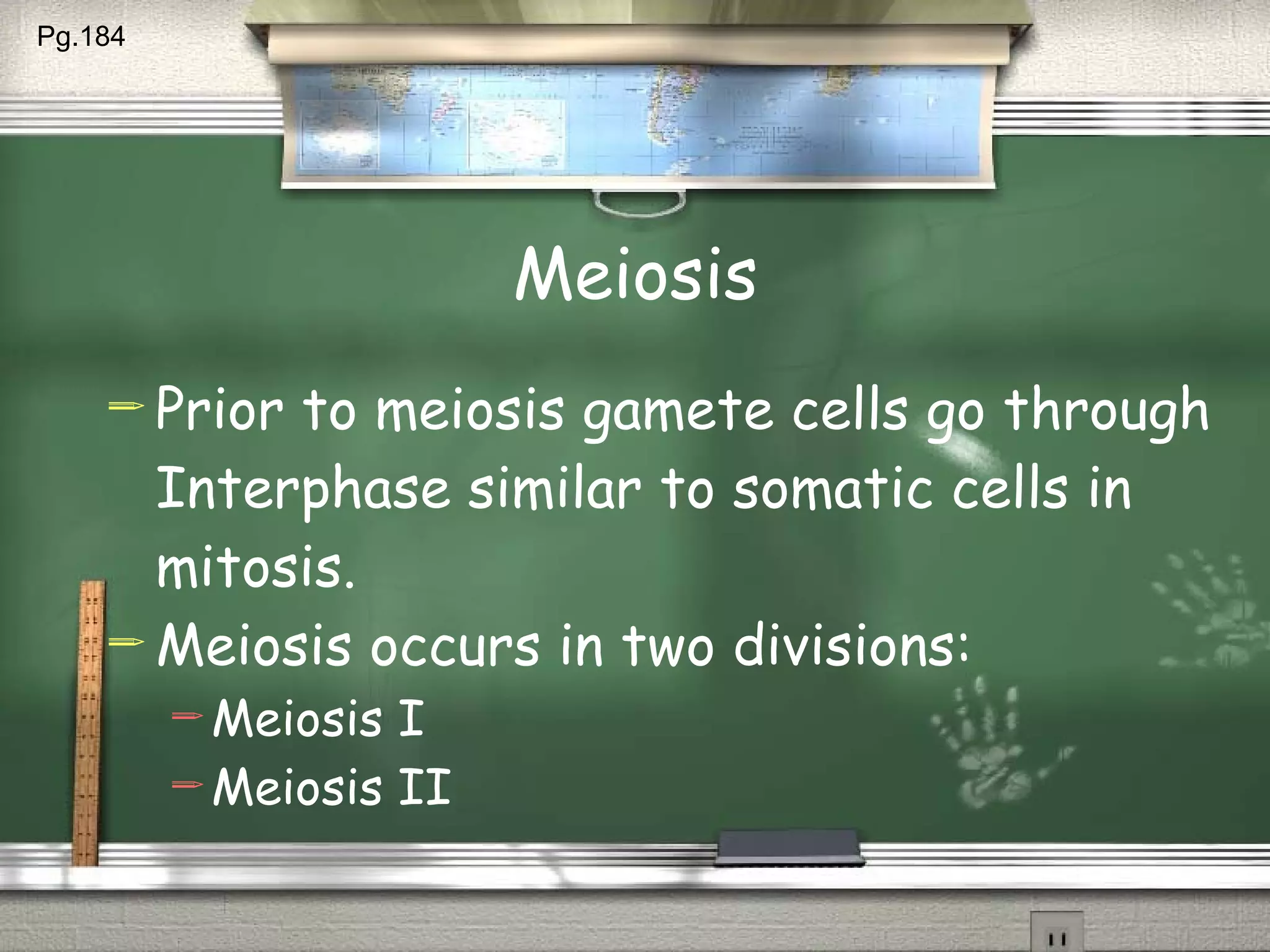 Meiosis Prior to meiosis gamete cells go through Interphase similar to somatic cells in mitosis. Meiosis occurs in two divisions: Meiosis I Meiosis II Pg.184  