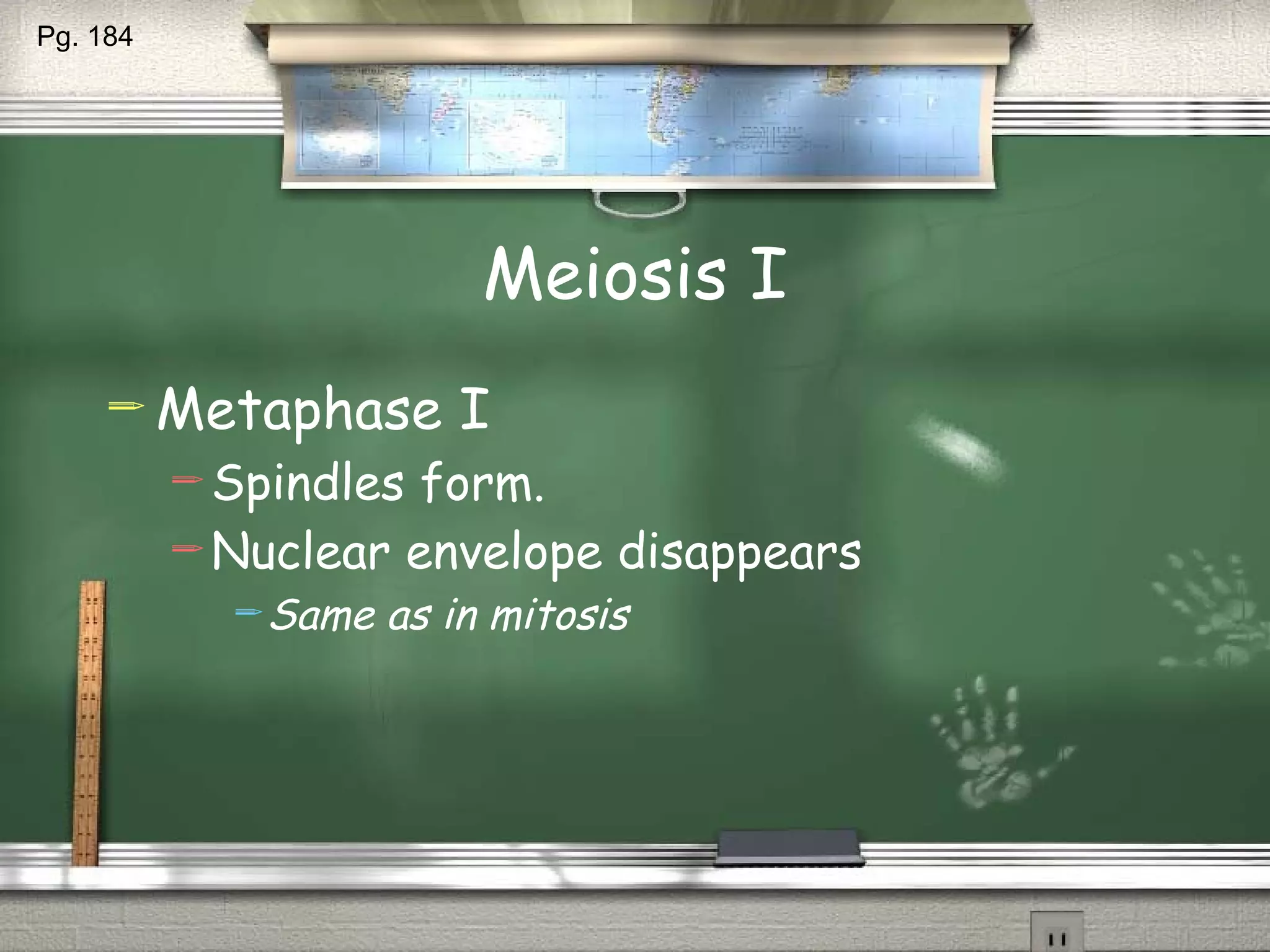 Meiosis I Metaphase I Spindles form. Nuclear envelope disappears Same as in mitosis Pg. 184 