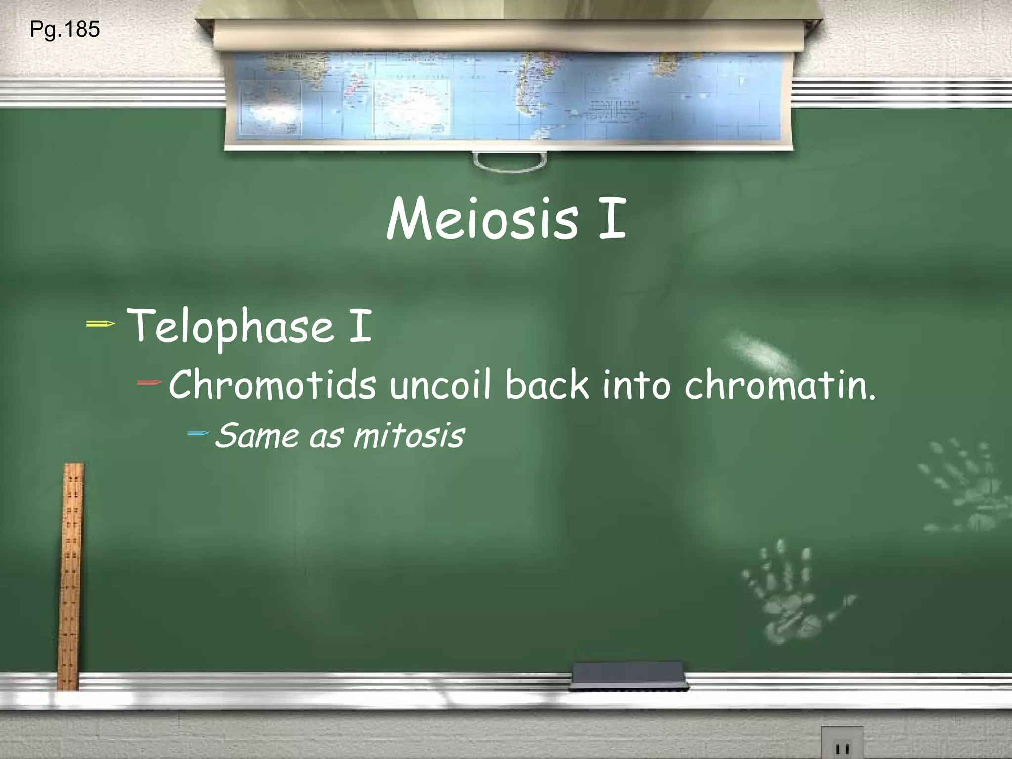 Meiosis I Telophase I Chromotids uncoil back into chromatin. Same as mitosis Pg.185  