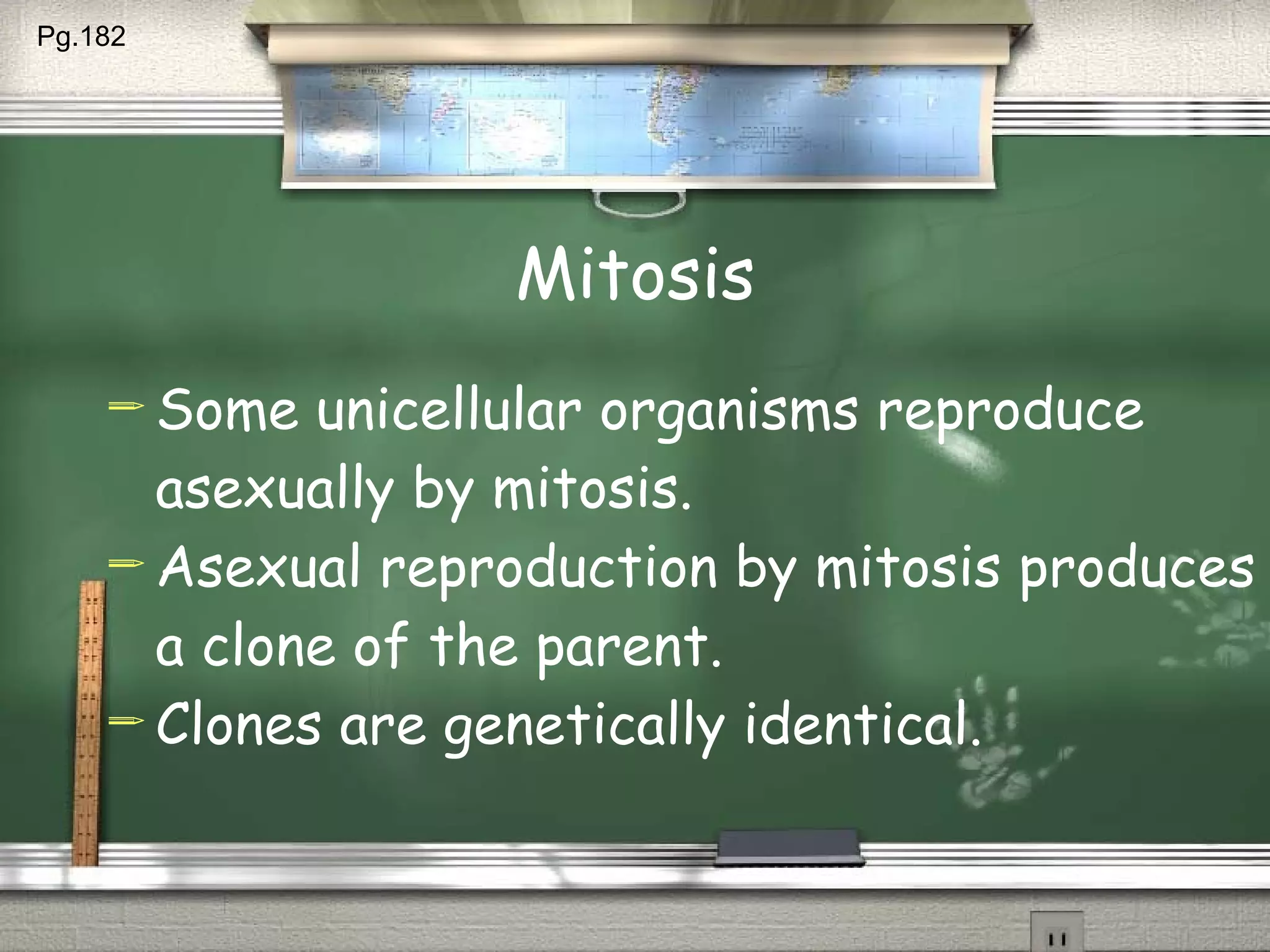 Mitosis Some unicellular organisms reproduce asexually by mitosis. Asexual reproduction by mitosis produces a clone of the parent. Clones are genetically identical. Pg.182  