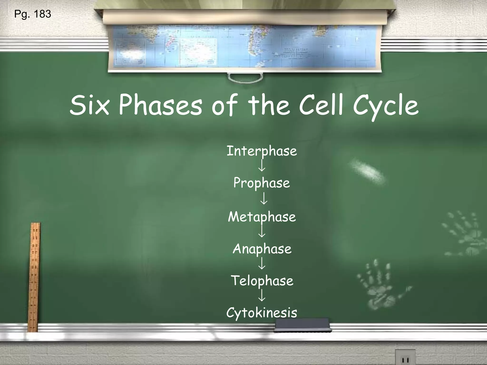 Six Phases of the Cell Cycle Interphase  Prophase  Metaphase  Anaphase  Telophase  Cytokinesis Pg. 183 