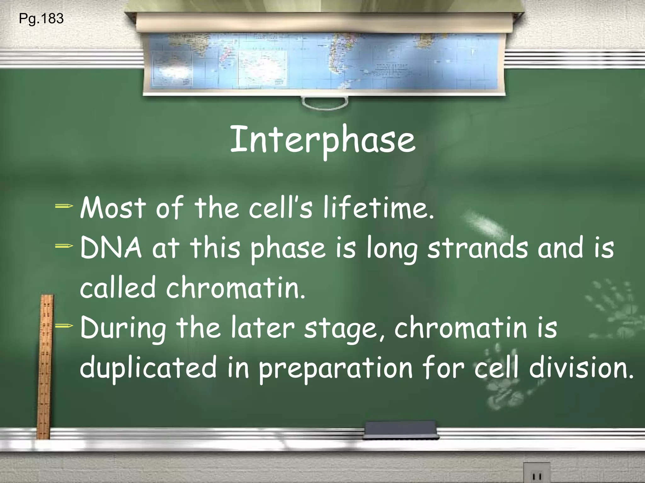 Interphase Most of the cell’s lifetime. DNA at this phase is long strands and is called chromatin. During the later stage, chromatin is duplicated in preparation for cell division. Pg.183  