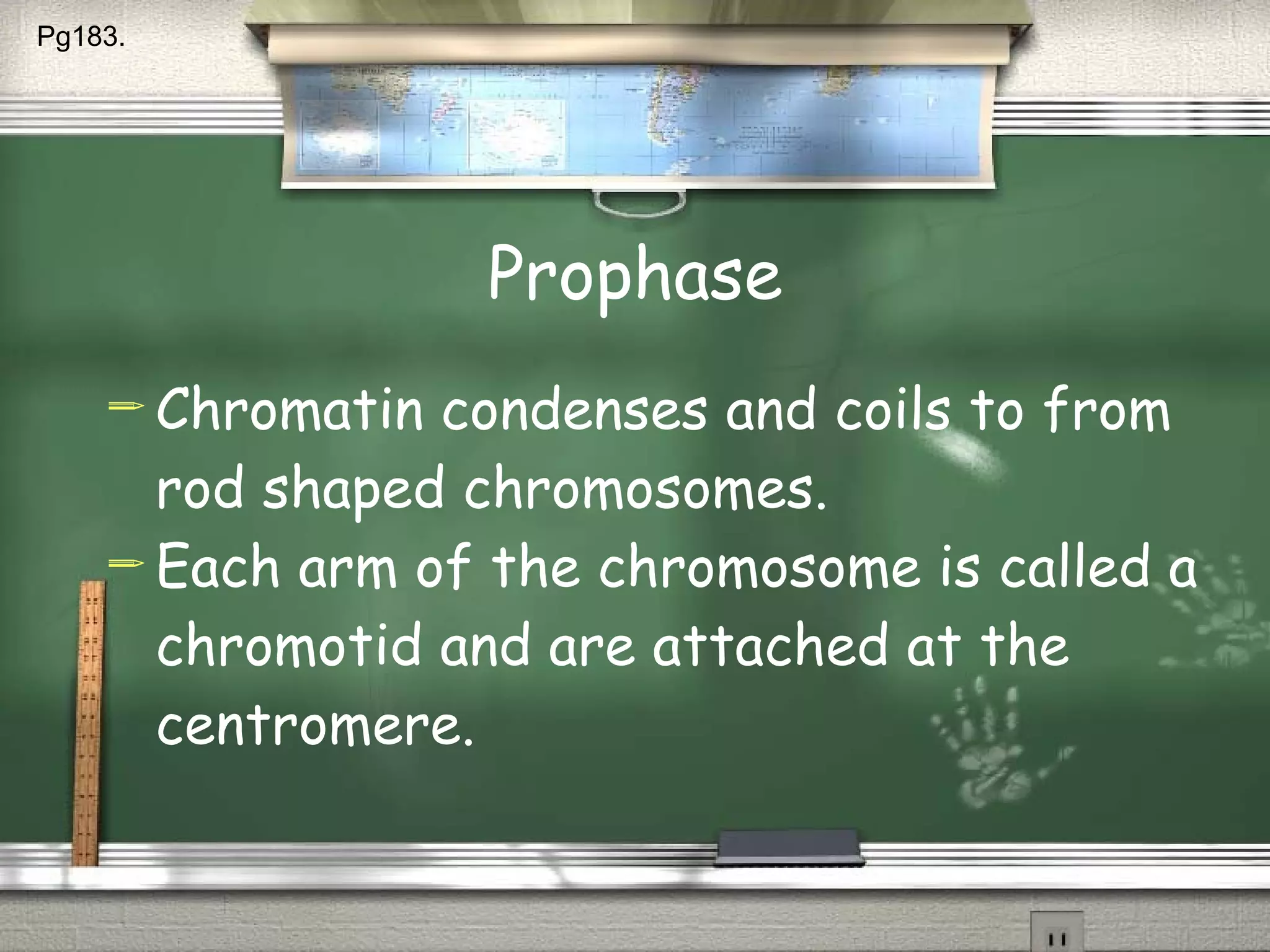 Prophase Chromatin condenses and coils to from rod shaped chromosomes. Each arm of the chromosome is called a chromotid and are attached at the centromere. Pg183.  