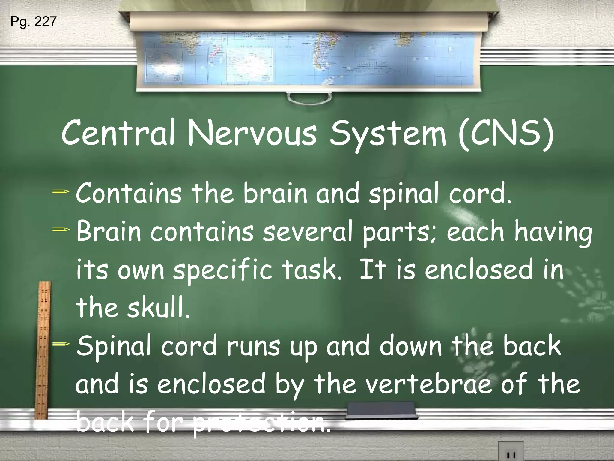 Central Nervous System (CNS) Contains the brain and spinal cord. Brain contains several parts; each having its own specific task.  It is enclosed in the skull. Spinal cord runs up and down the back and is enclosed by the vertebrae of the back for protection. Pg. 227 