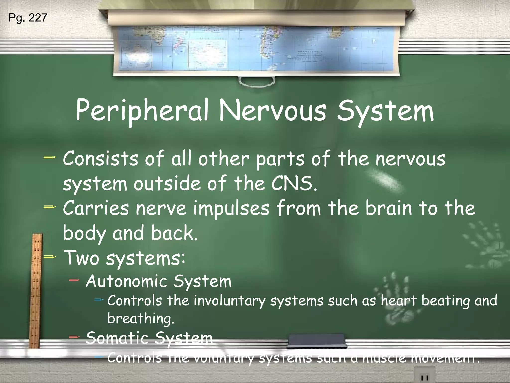 Peripheral Nervous System Consists of all other parts of the nervous system outside of the CNS. Carries nerve impulses from the brain to the body and back. Two systems: Autonomic System Controls the involuntary systems such as heart beating and breathing. Somatic System Controls the voluntary systems such a muscle movement. Pg. 227 