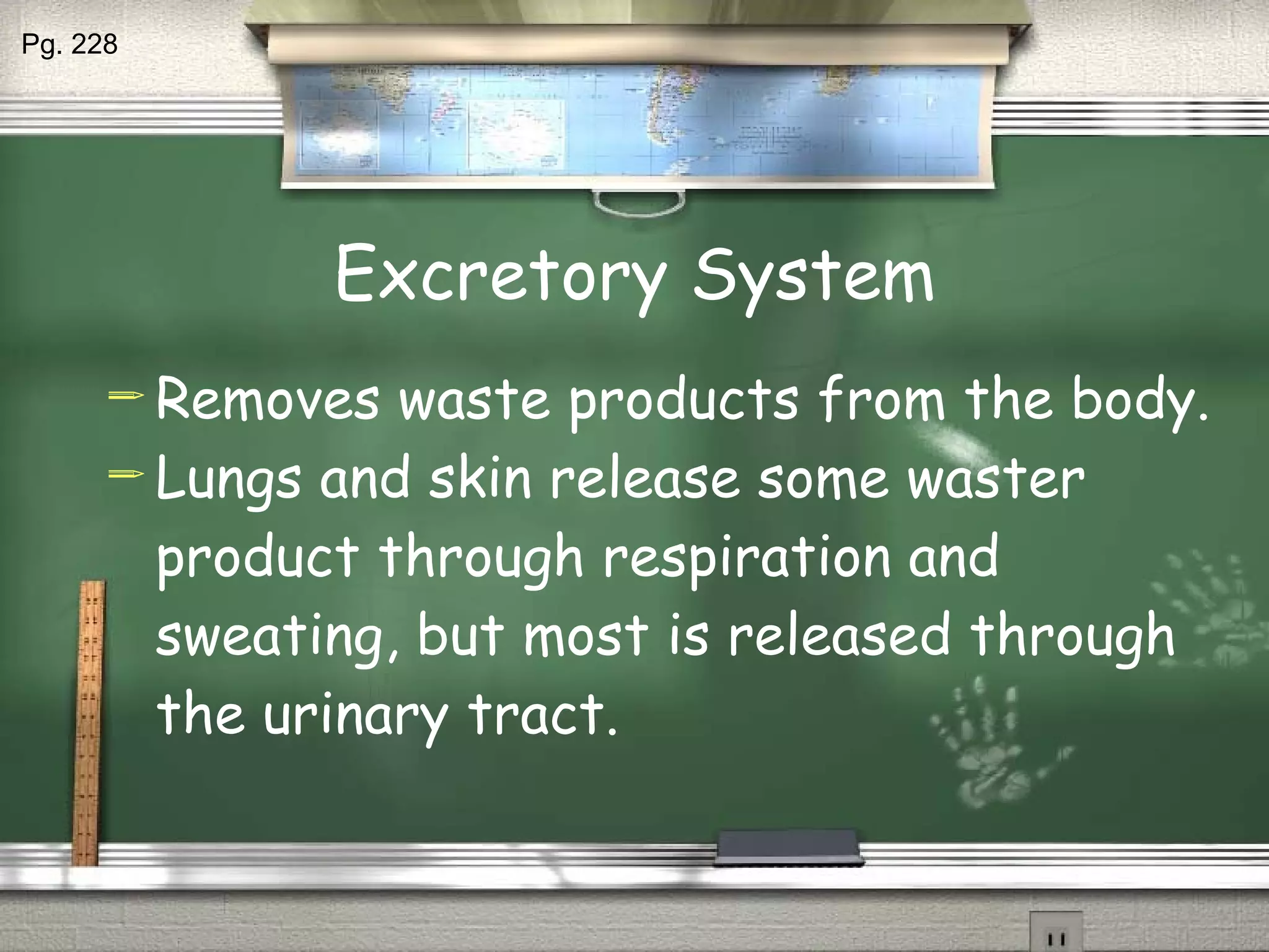 Excretory System Removes waste products from the body. Lungs and skin release some waster product through respiration and sweating, but most is released through the urinary tract. Pg. 228 