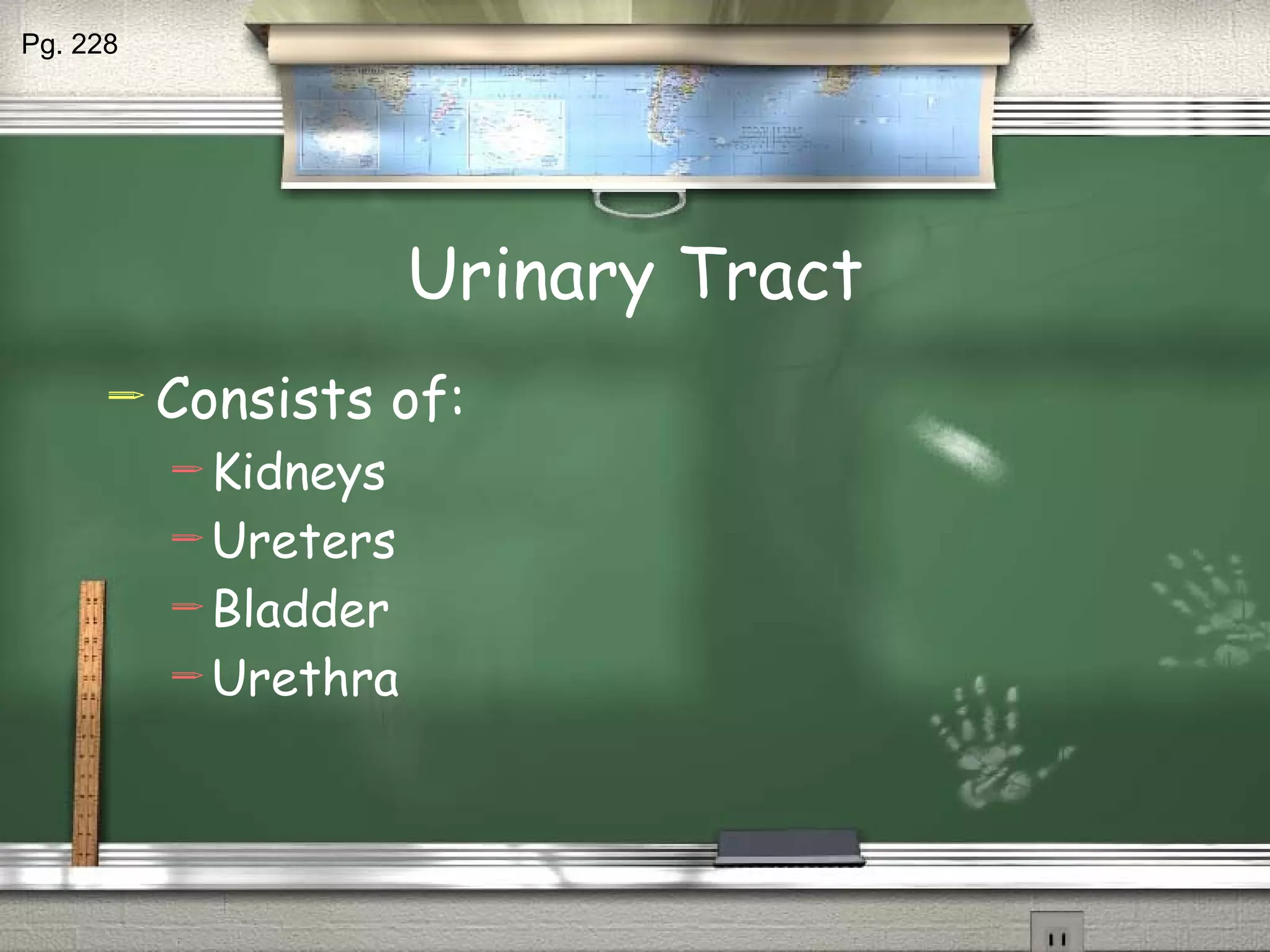 Urinary Tract Consists of: Kidneys Ureters Bladder Urethra  Pg. 228 