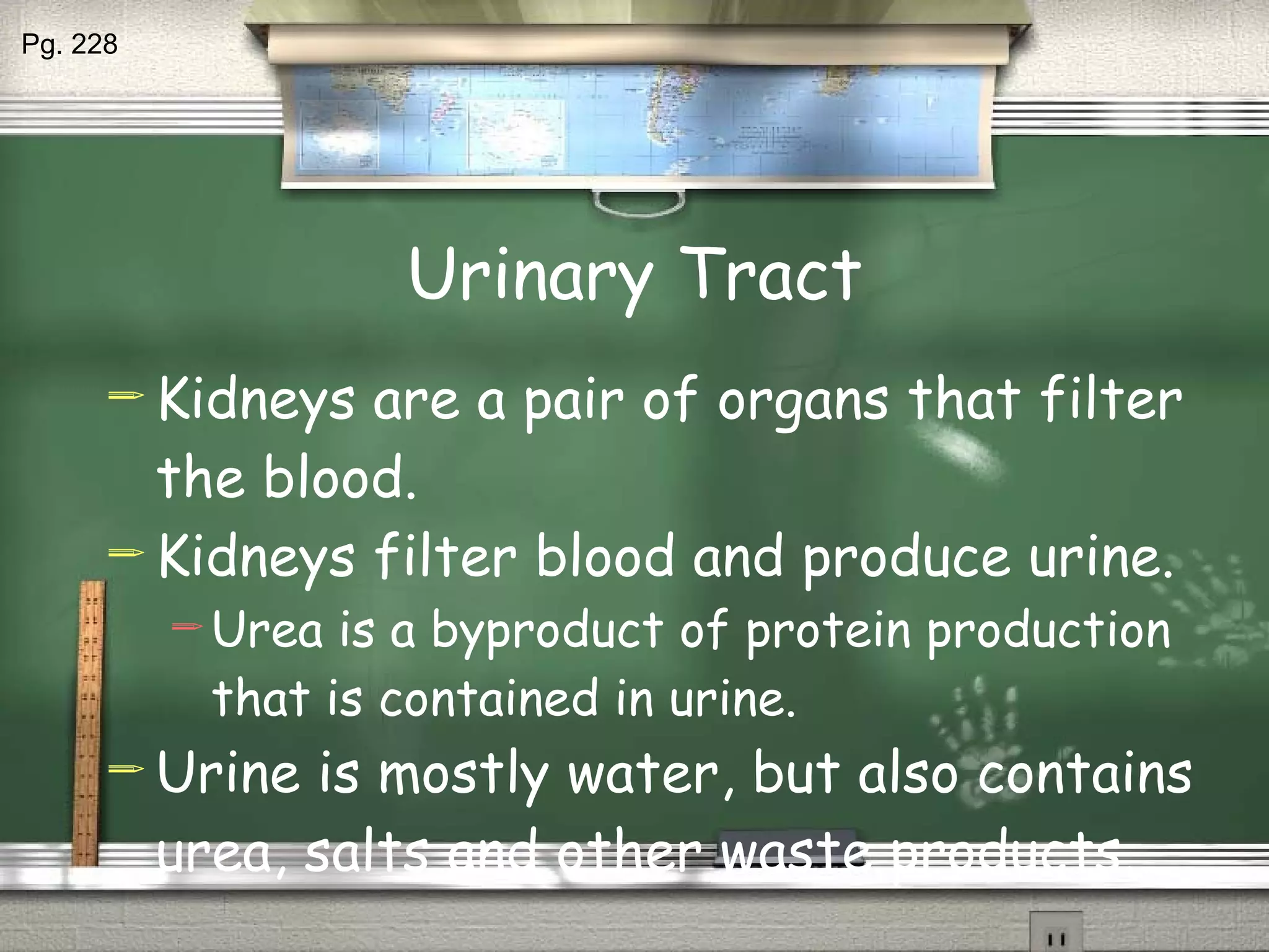 Urinary Tract Kidneys are a pair of organs that filter the blood. Kidneys filter blood and produce urine. Urea is a byproduct of protein production that is contained in urine. Urine is mostly water, but also contains urea, salts and other waste products. Pg. 228 