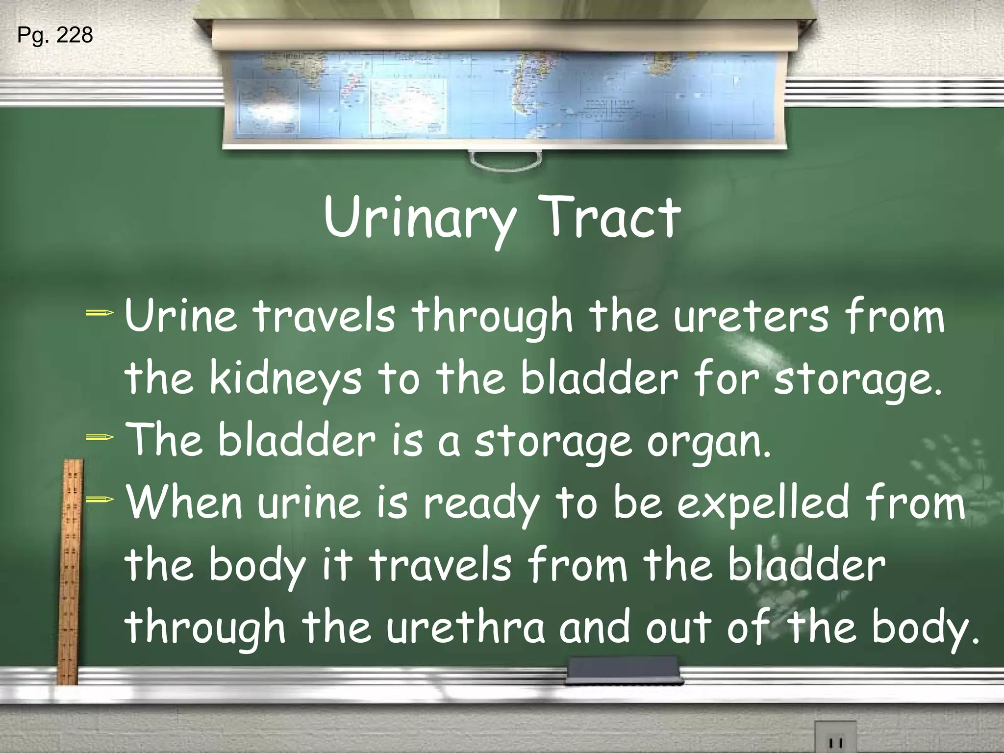 Urinary Tract Urine travels through the ureters from the kidneys to the bladder for storage. The bladder is a storage organ. When urine is ready to be expelled from the body it travels from the bladder through the urethra and out of the body. Pg. 228 