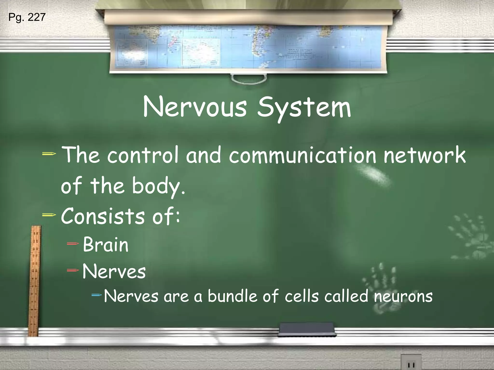 Nervous System The control and communication network of the body. Consists of: Brain Nerves Nerves are a bundle of cells called neurons Pg. 227 