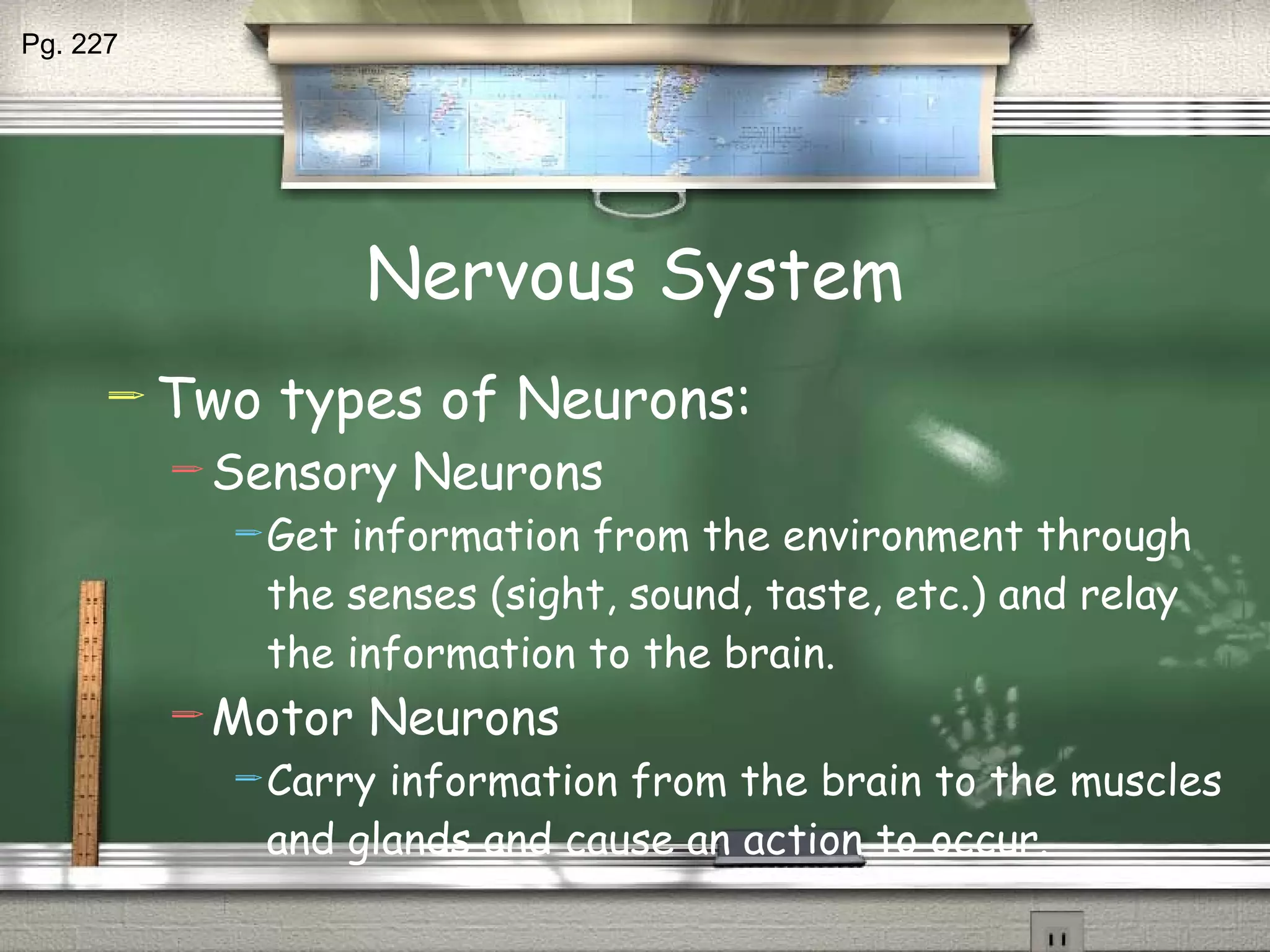 Nervous System Two types of Neurons: Sensory Neurons Get information from the environment through the senses (sight, sound, taste, etc.) and relay the information to the brain. Motor Neurons Carry information from the brain to the muscles and glands and cause an action to occur. Pg. 227 