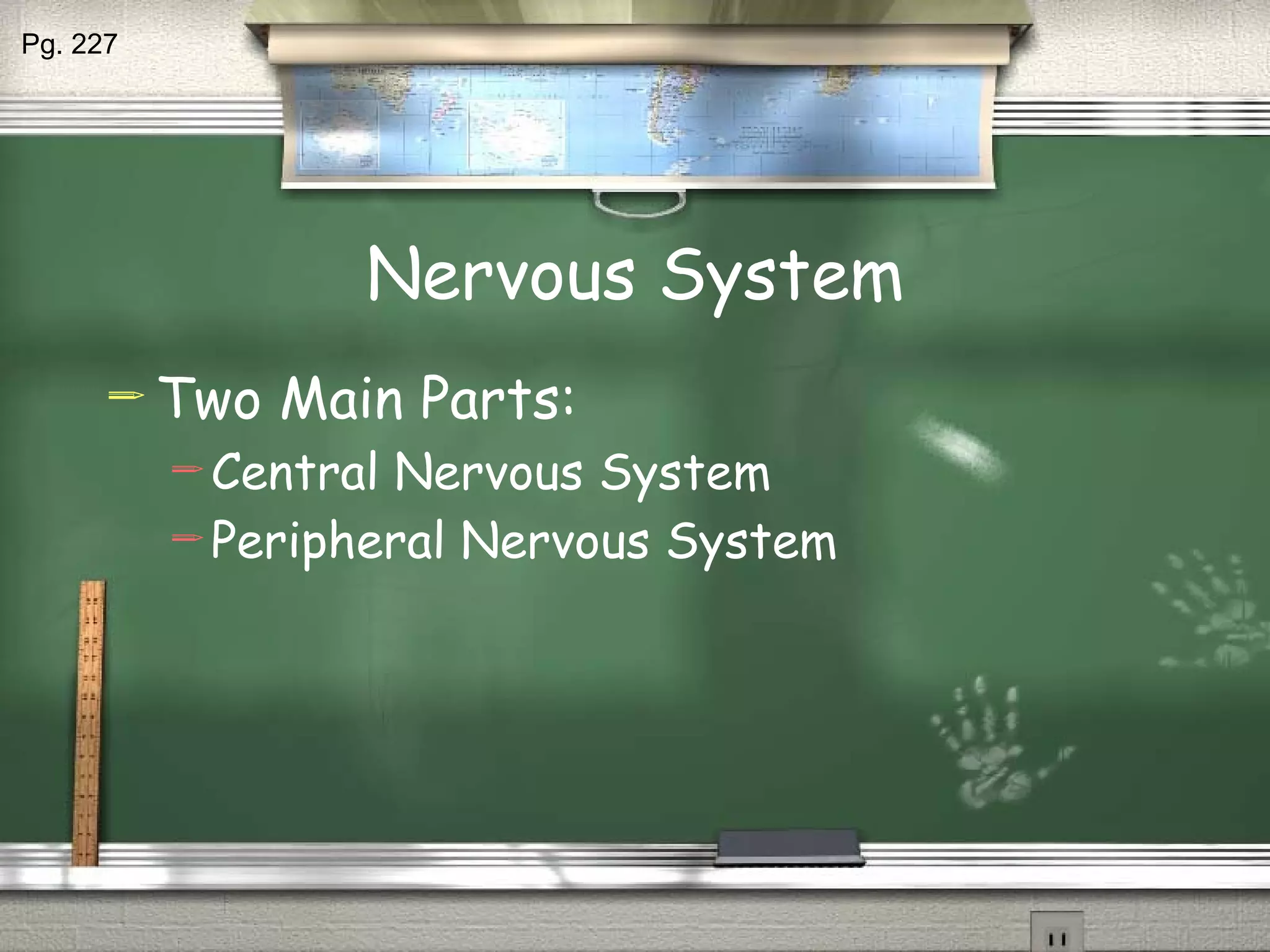 Nervous System Two Main Parts: Central Nervous System Peripheral Nervous System Pg. 227 