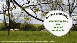 Minimizing drug
use
in small
ruminants
Susan Schoenian | Sheep & Goat Specialist Emeritus | University of Maryland Extension
 