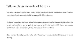 Cellular determinants of fibrosis
• Fibroblasts - versatile tissue-resident mesenchymal cells that lack unique distinguishing surface markers
, pathologic fibrosis is characterized by unopposed fibroblast activation.
• Pericytes- normally reside in the walls of microvessels,, detachment of perivascular pericytes from the
vessel wall results in loss of pericyte coverage of endothelial cells, which leaves an unstable
endothelium prone to rarefaction, linking microvascular injury and fibrosis
• Bone marrow–derived progenitor cells, called fibrocytes, were described and implicated in wound
healing.
 