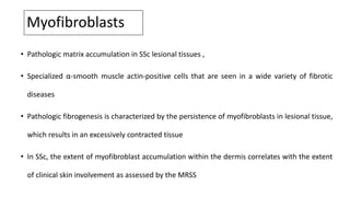 Myofibroblasts
• Pathologic matrix accumulation in SSc lesional tissues ,
• Specialized α-smooth muscle actin-positive cells that are seen in a wide variety of fibrotic
diseases
• Pathologic fibrogenesis is characterized by the persistence of myofibroblasts in lesional tissue,
which results in an excessively contracted tissue
• In SSc, the extent of myofibroblast accumulation within the dermis correlates with the extent
of clinical skin involvement as assessed by the MRSS
 