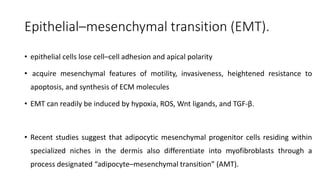 Epithelial–mesenchymal transition (EMT).
• epithelial cells lose cell–cell adhesion and apical polarity
• acquire mesenchymal features of motility, invasiveness, heightened resistance to
apoptosis, and synthesis of ECM molecules
• EMT can readily be induced by hypoxia, ROS, Wnt ligands, and TGF-β.
• Recent studies suggest that adipocytic mesenchymal progenitor cells residing within
specialized niches in the dermis also differentiate into myofibroblasts through a
process designated “adipocyte–mesenchymal transition” (AMT).
 