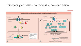 TGF-beta pathway – canonical & non-canonical
 