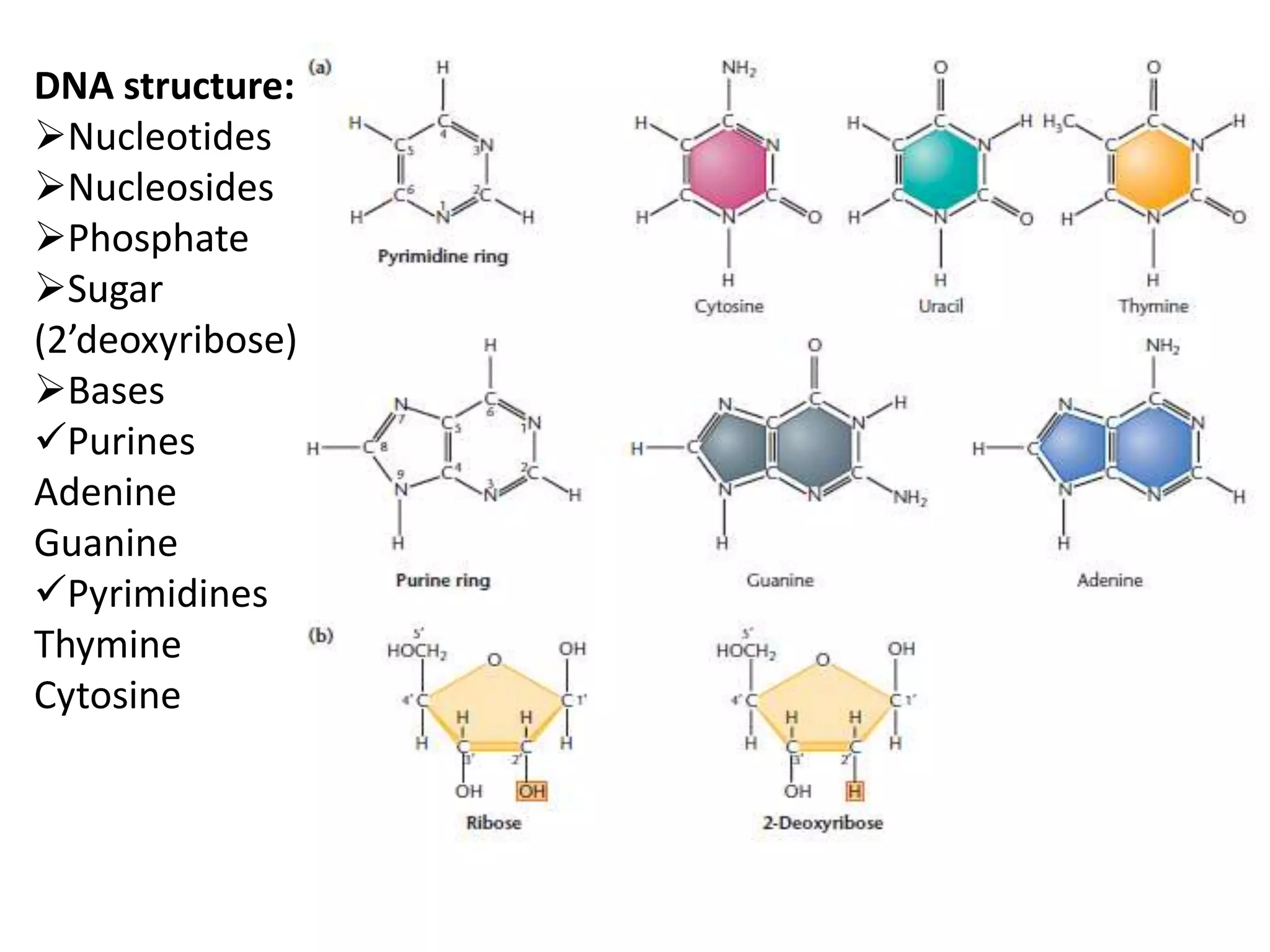 Molecular basis of life: Structures and function of DNA and RNA | PPTX