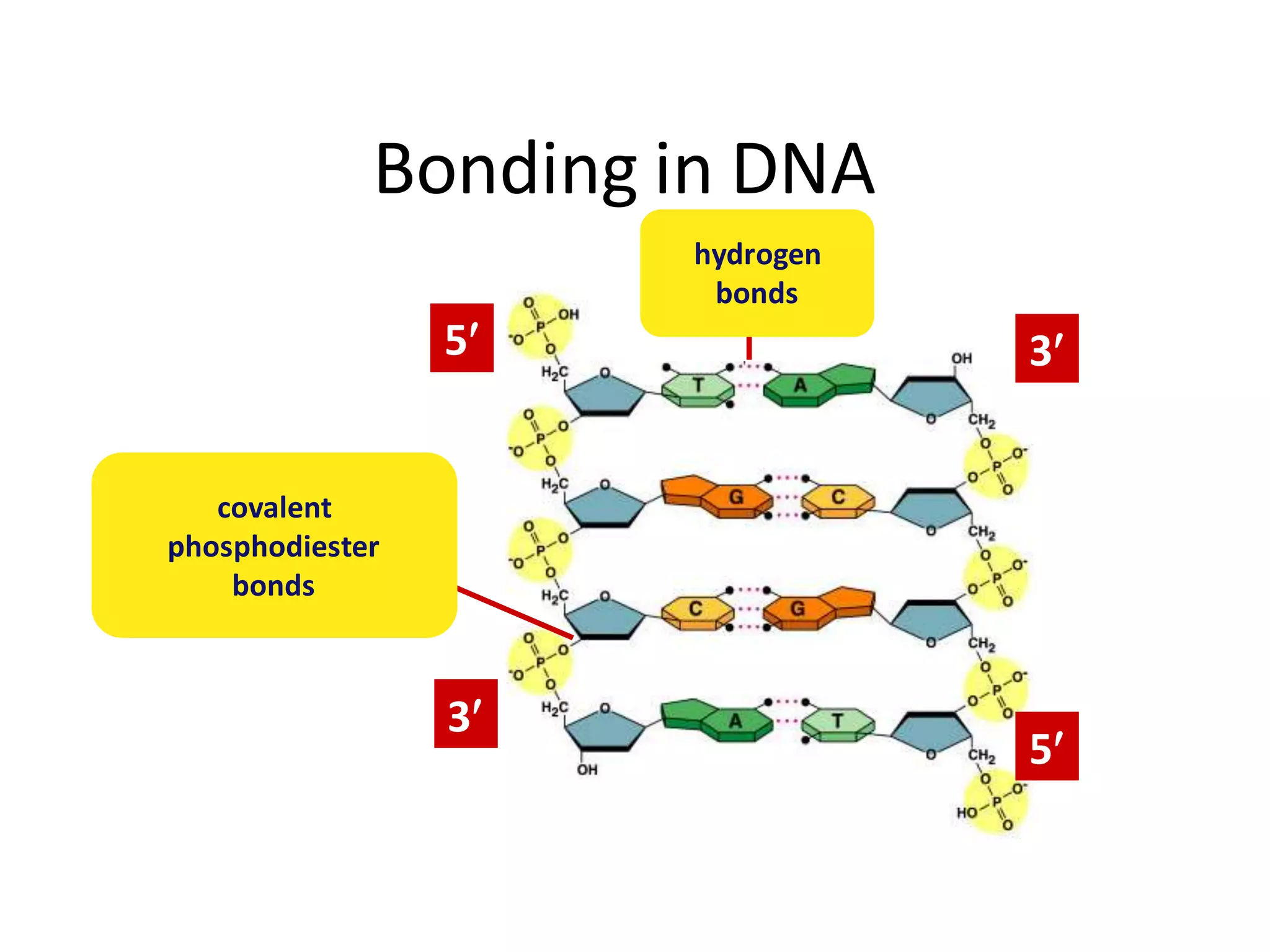 Molecular basis of life: Structures and function of DNA and RNA | PPTX