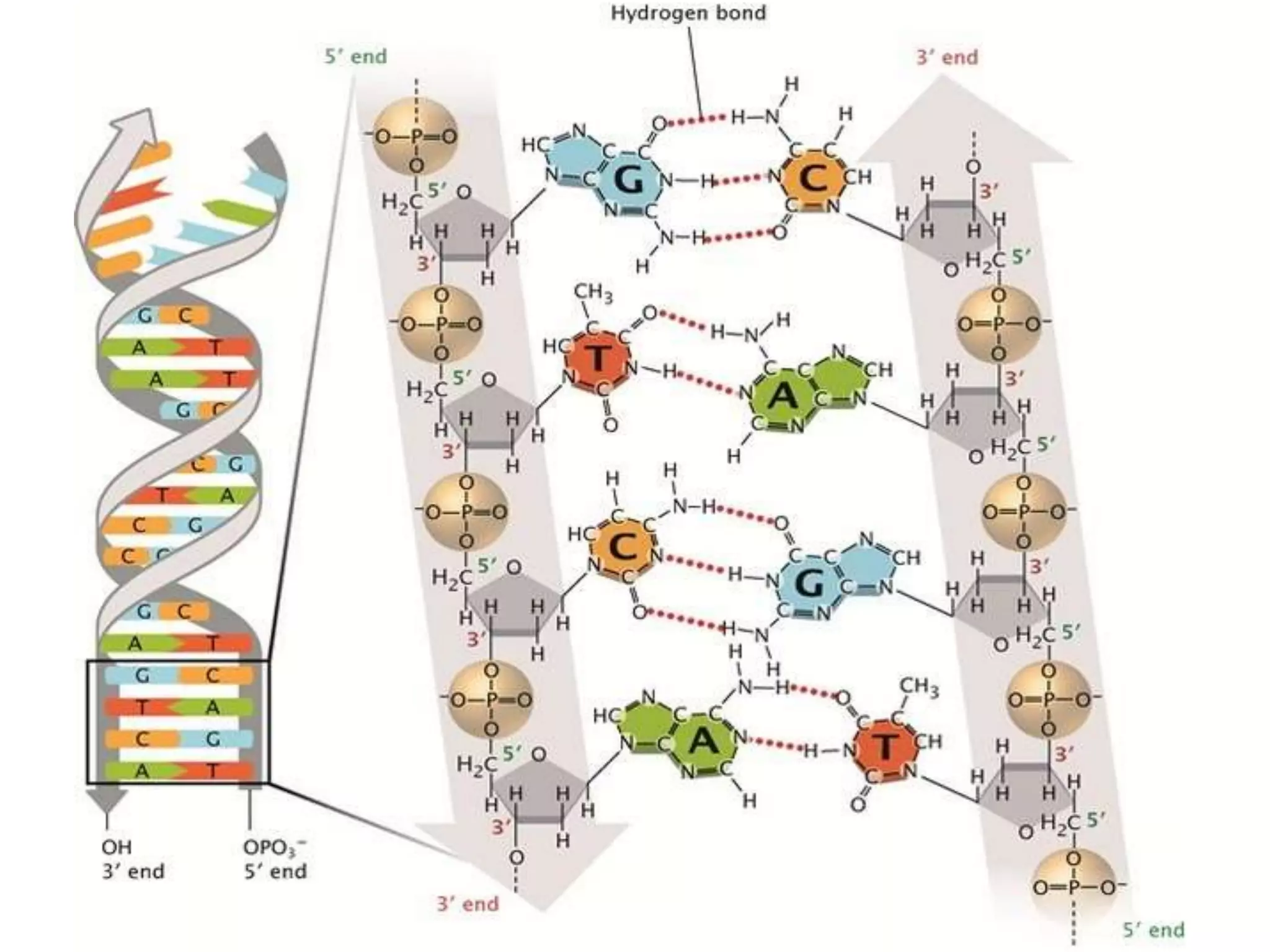 Molecular basis of life: Structures and function of DNA and RNA | PPTX