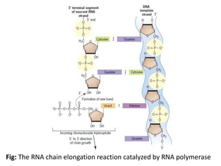 Molecular basis of life: Structures and function of DNA and RNA | PPTX