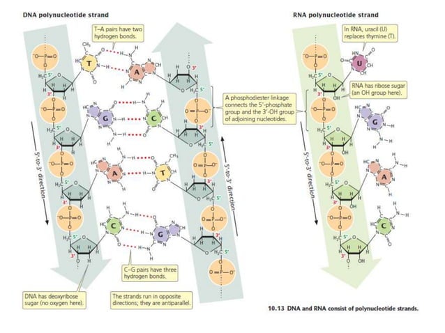 Molecular basis of life: Structures and function of DNA and RNA | PPTX