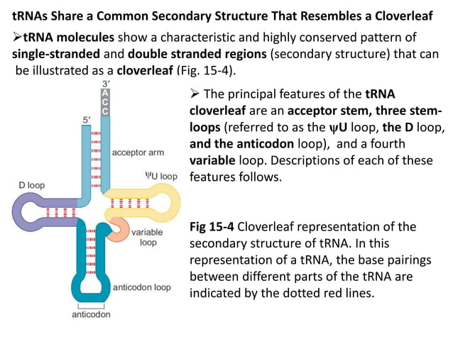 Molecular basis of life: Structures and function of DNA and RNA | PPTX