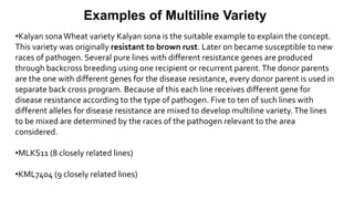Examples of Multiline Variety
•Kalyan sonaWheat variety Kalyan sona is the suitable example to explain the concept.
This variety was originally resistant to brown rust. Later on became susceptible to new
races of pathogen. Several pure lines with different resistance genes are produced
through backcross breeding using one recipient or recurrent parent.The donor parents
are the one with different genes for the disease resistance, every donor parent is used in
separate back cross program. Because of this each line receives different gene for
disease resistance according to the type of pathogen. Five to ten of such lines with
different alleles for disease resistance are mixed to develop multiline variety.The lines
to be mixed are determined by the races of the pathogen relevant to the area
considered.
•MLKS11 (8 closely related lines)
•KML7404 (9 closely related lines)
 