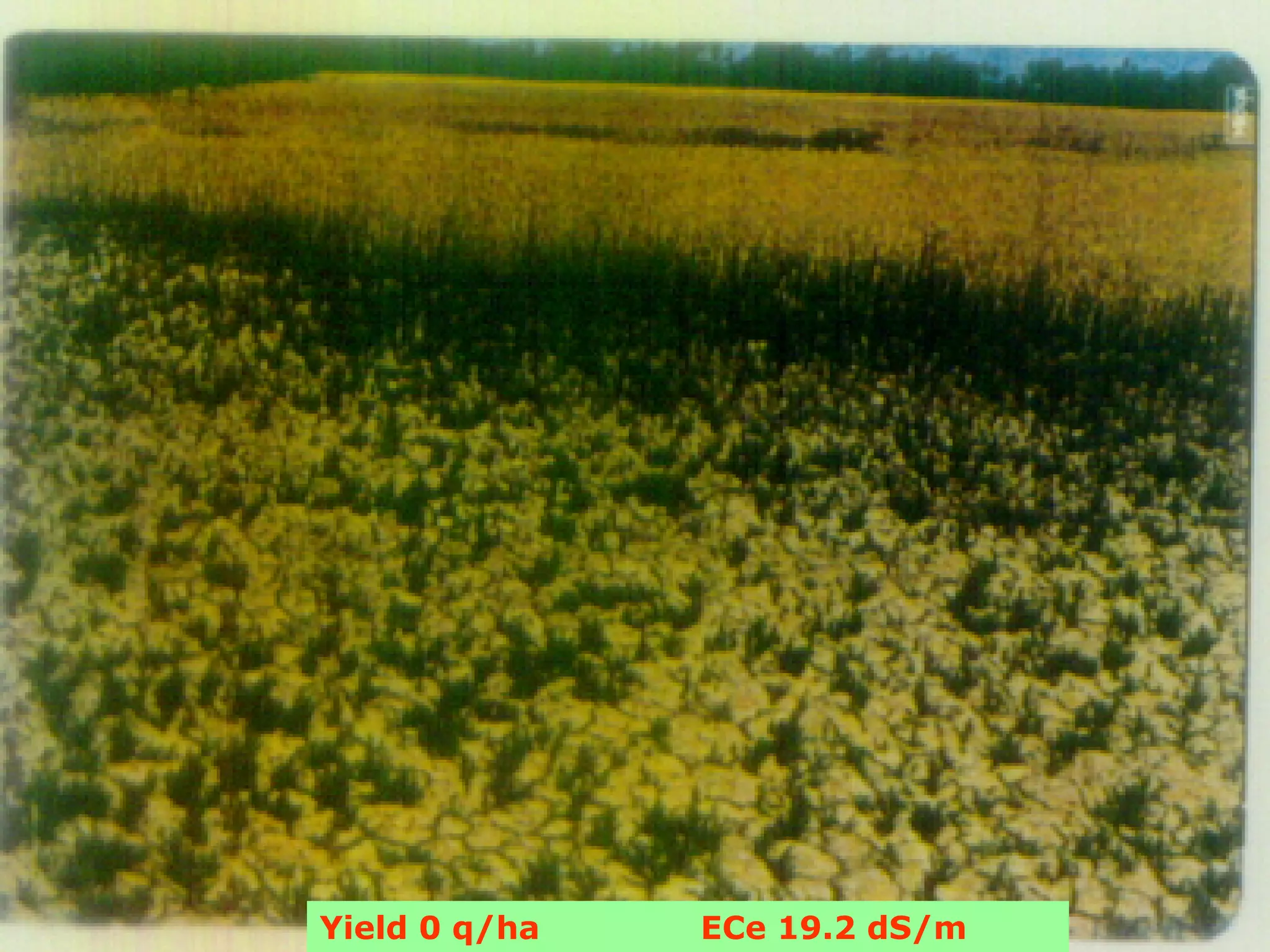 Yield 0 q/ha   ECe 19.2 dS/m
 