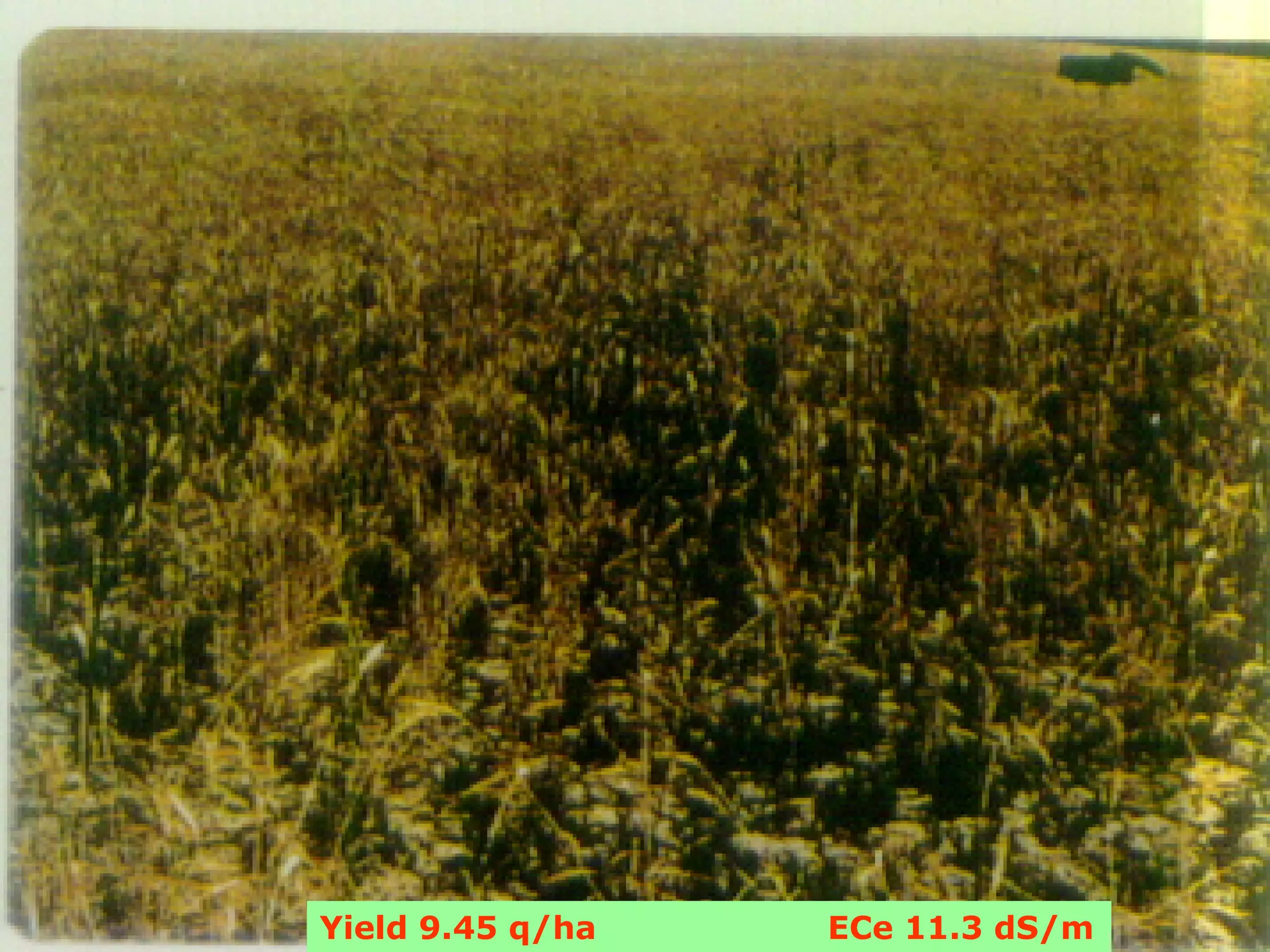 Yield 9.45 q/ha   ECe 11.3 dS/m
 