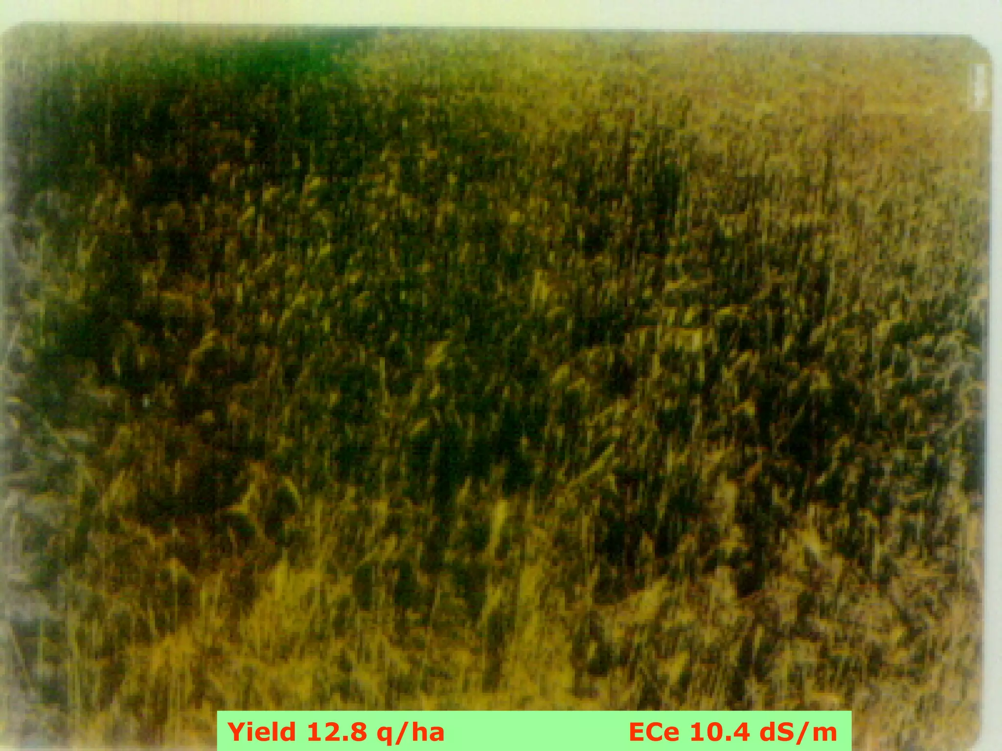 Yield 12.8 q/ha   ECe 10.4 dS/m
 