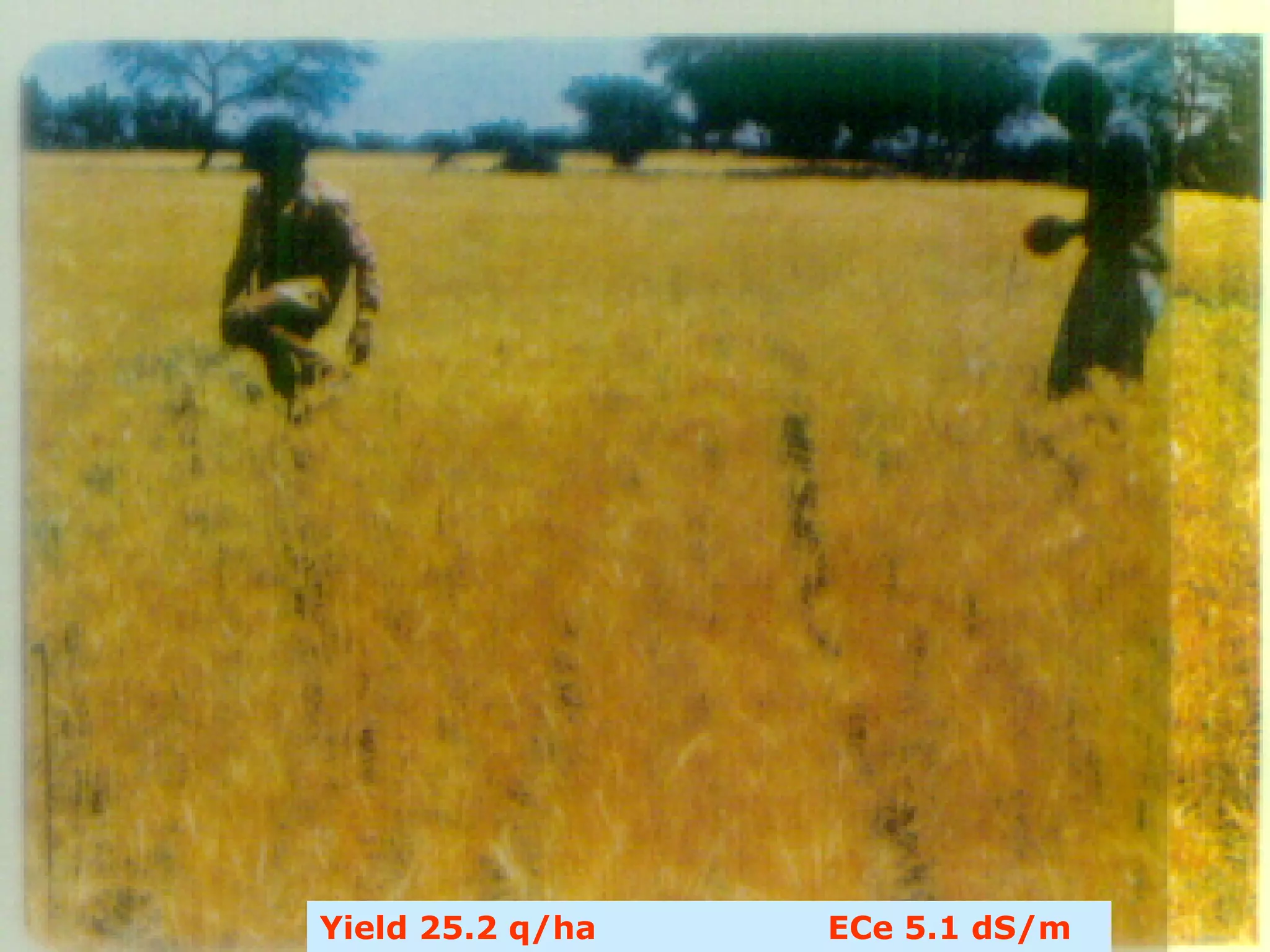 Yield 25.2 q/ha   ECe 5.1 dS/m
 