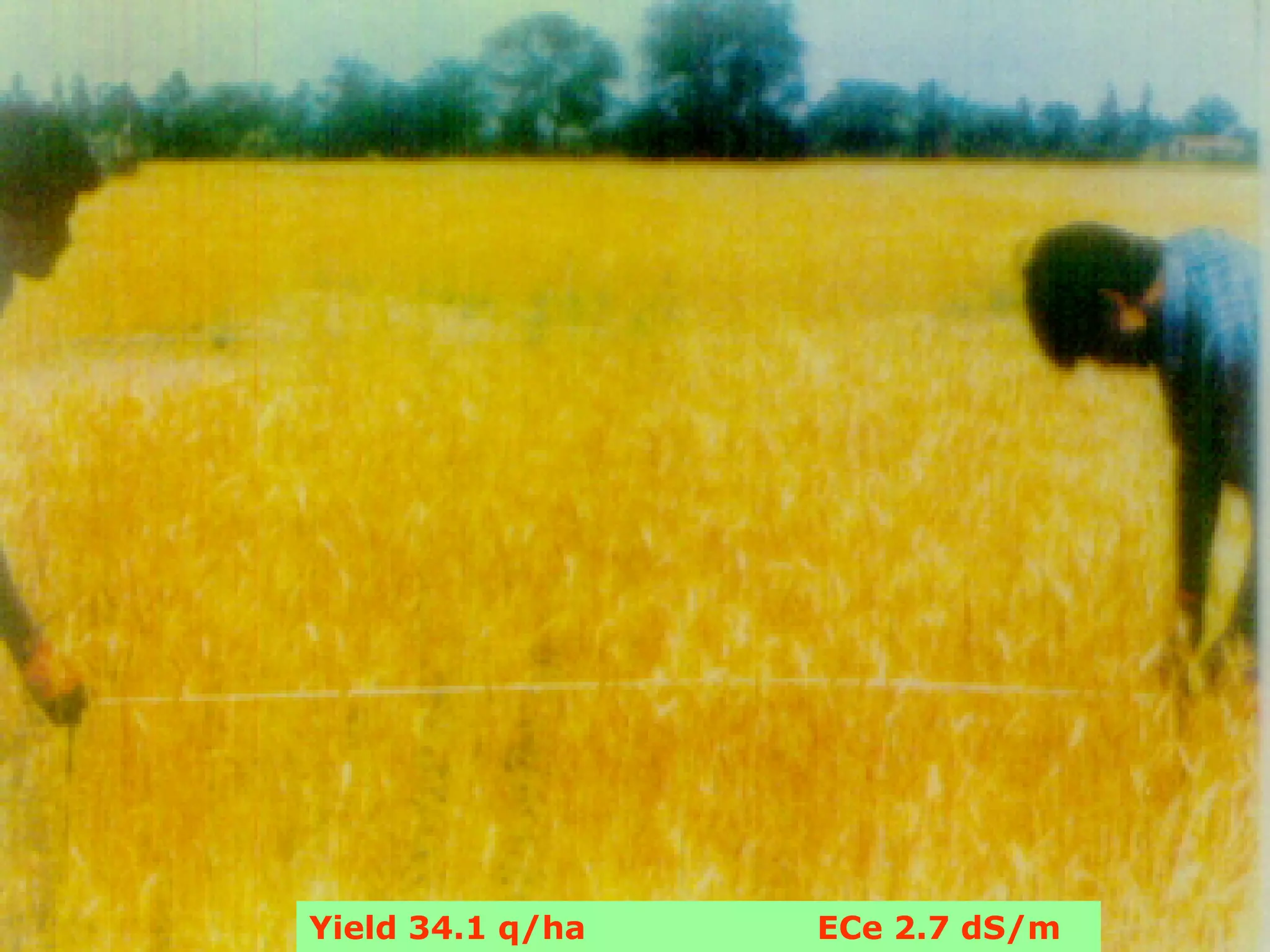 Yield 34.1 q/ha   ECe 2.7 dS/m
 