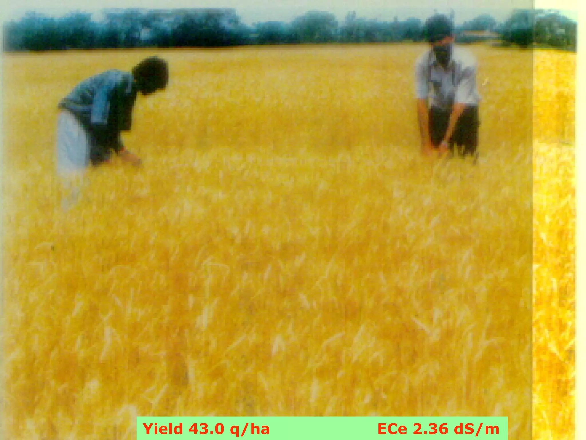 Yield 43.0 q/ha   ECe 2.36 dS/m
 