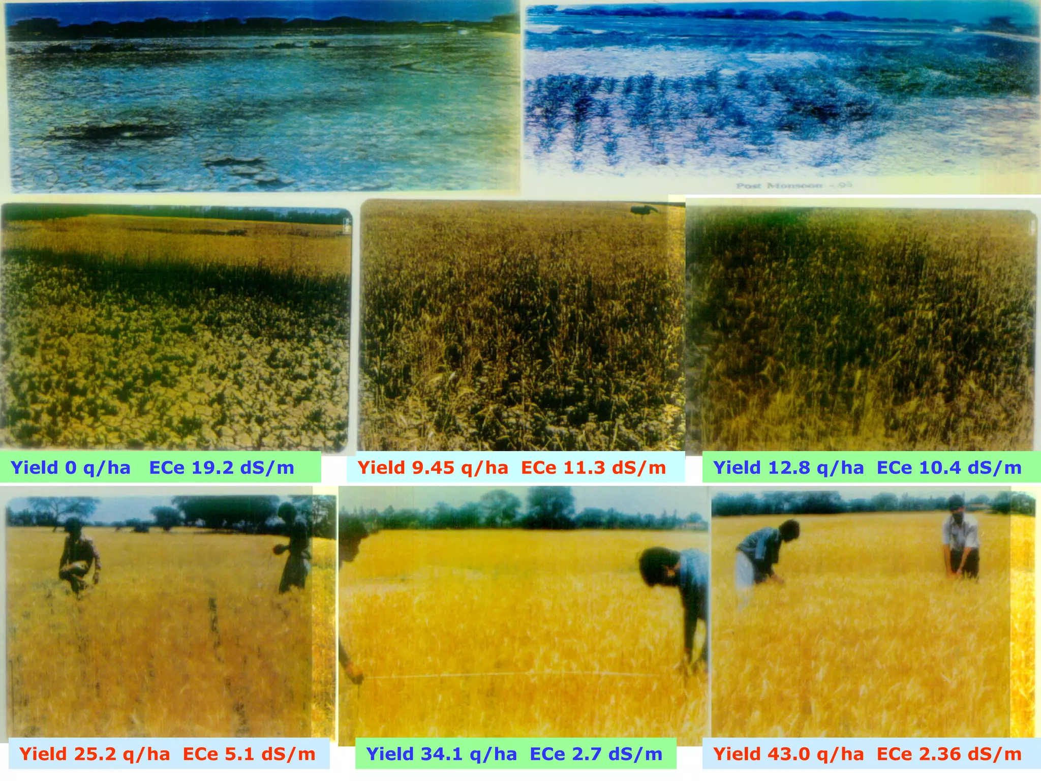 Yield 0 q/ha   ECe 19.2 dS/m   Yield 9.45 q/ha ECe 11.3 dS/m   Yield 12.8 q/ha ECe 10.4 dS/m




Yield 25.2 q/ha ECe 5.1 dS/m   Yield 34.1 q/ha ECe 2.7 dS/m    Yield 43.0 q/ha ECe 2.36 dS/m
 