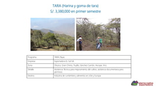 TARA (Harina y goma de tara)
S/. 3,380,000 en primer semestre
Programa TARA (Taya)
Empresa Exportadora EL Sol SA
Zona Otuzco, Gran Chimú, Trujillo, Sánchez Carrión, Ascope, Virú
Detalle Asistencia Técnica para mejoramiento del cultivo, asistencia documentaria para
permisos
Destino Industria de curtiembre y alimentos en USA y Europa
 